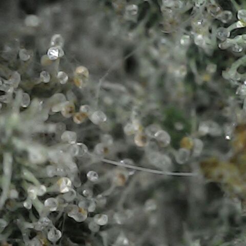 GG 1# growlog photo: Análise de Tricomas / Início da Cura.