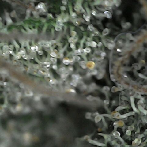 GG 1# growlog photo: Análise de Tricomas / Início da Cura.