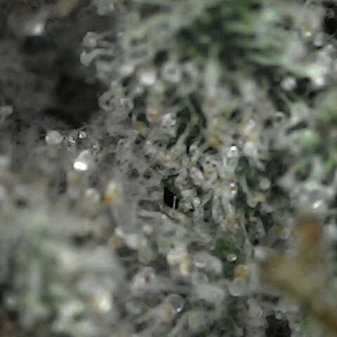 GG 1# growlog photo: Análise de Tricomas / Início da Cura.