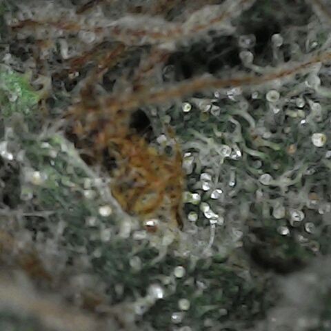 GG 1# growlog photo: Análise de Tricomas / Início da Cura.