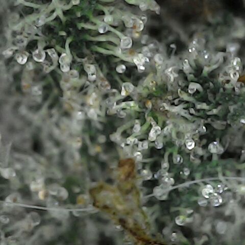 GG 1# growlog photo: Análise de Tricomas / Início da Cura.