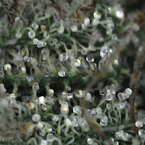 GG 1# growlog photo: Análise de Tricomas / Início da Cura.