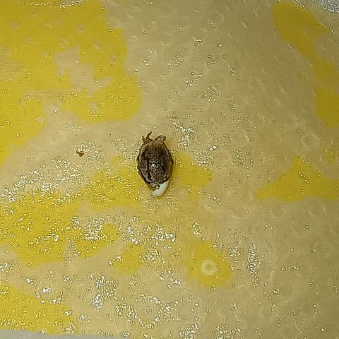 •Brasil Gold• (03#) growlog photo: •Mystery us THC•  (03#) - Germinação Semente - [24h Concluido as 18h]
