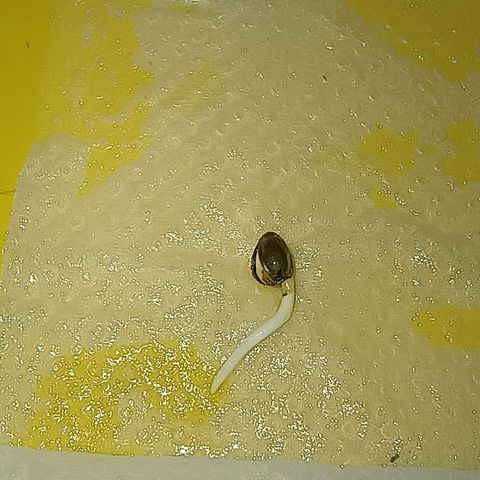 •Orange Juice Summer•  (04#) growlog photo: •Orange Juice Summer• (04#) - Germinação Semente - [48h Concluido as 18h/Colocada no Vaso.]