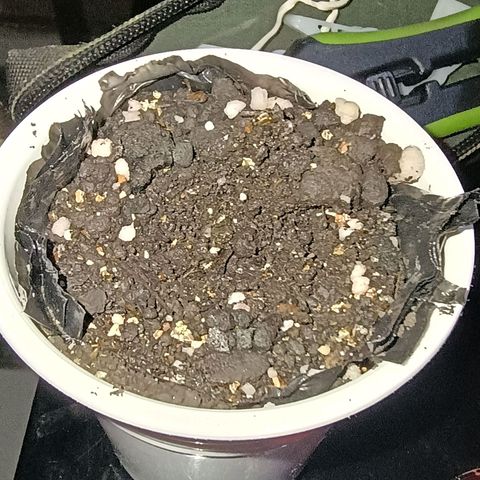 •Brasil Gold• (03#) growlog photo: •Mystery us THC• (03#) - Germinação Semente - [48h Concluido as 18h/Colocada no Vaso.]