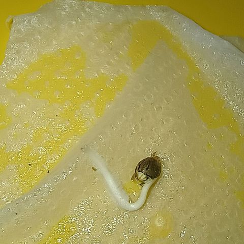 •Brasil Gold• (03#) growlog photo: •Mystery us THC• (03#) - Germinação Semente - [48h Concluido as 18h/Colocada no Vaso.]