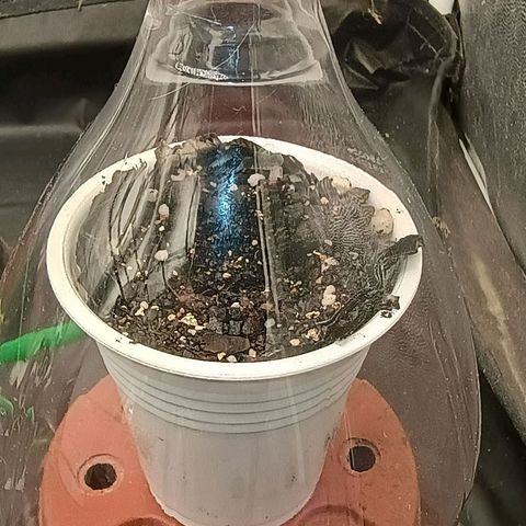•Brasil Gold• (03#) growlog photo: •Mystery us THC• (03#) - Germinação Semente - [48h Concluido as 18h/Colocada no Vaso.]