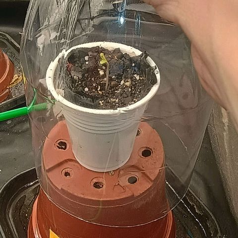 •Brasil Gold• (03#) growlog photo: •Mystery us THC• (03#) - [Nasceu]