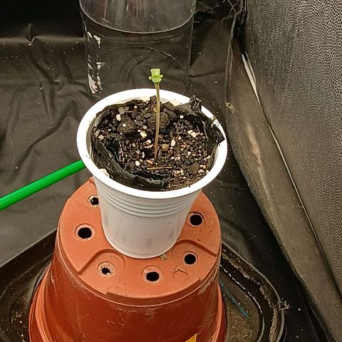 •Brasil Gold• (03#) growlog photo: •Mystery us THC• (03#) - [Inicio Fase de Plantula]