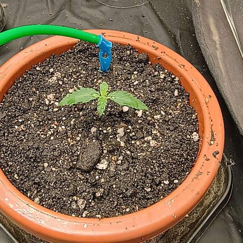 •Brasil Gold• (03#) growlog photo: •Mystery us THC• (03#)  - [1ª Semana Plantula Concluida]