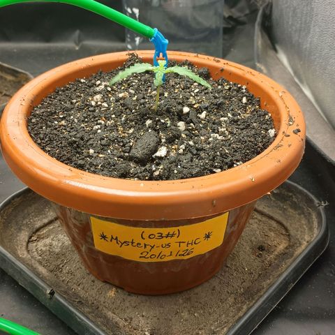 •Brasil Gold• (03#) growlog photo: •Mystery us THC• (03#)  - [1ª Semana Plantula Concluida]