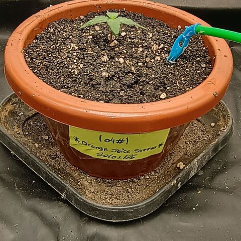 •Orange Juice Summer•  (04#) growlog photo: •Orange Juice Summer•  (04#)  - [1ª Semana Plantula Concluida]