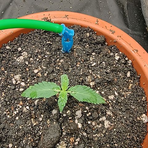 •Brasil Gold• (03#) growlog photo: •Mystery us THC• (03#)  - [1ª Semana Plantula Concluida]