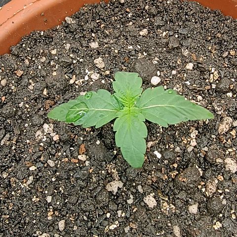 •Orange Juice Summer•  (04#) growlog photo: •Orange Juice Summer•  (04#)  - [1ª Semana Plantula Concluida]
