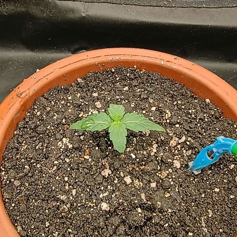 •Orange Juice Summer•  (04#) growlog photo: •Orange Juice Summer•  (04#)  - [1ª Semana Plantula Concluida]