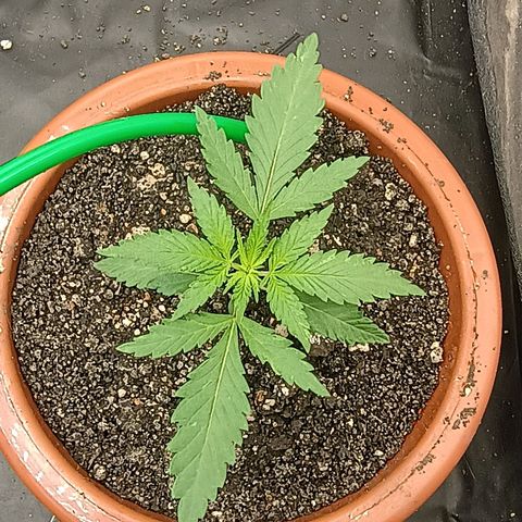 •Brasil Gold• (03#) growlog photo: •Mystery us THC• (03#)  - [2ª Semana Plantula Concluida]