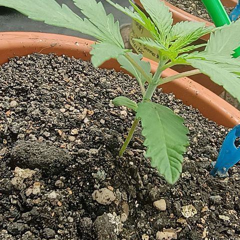 •Brasil Gold• (03#) growlog photo: •Mystery us THC• (03#)  - [2ª Semana Plantula Concluida]