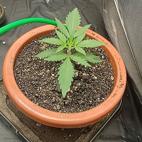 •Brasil Gold• (03#) growlog photo: •Mystery us THC• (03#)  - [2ª Semana Plantula Concluida]