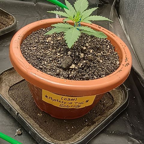 •Brasil Gold• (03#) growlog photo: •Mystery us THC• (03#)  - [2ª Semana Plantula Concluida]