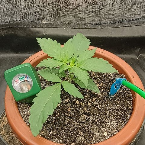 •Orange Juice Summer•  (04#) growlog photo: •Orange Juice Summer•  (04#)  - [2ª Semana Plantula Concluida]