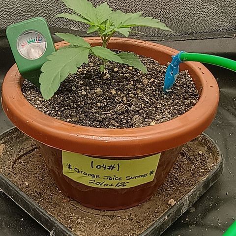 •Orange Juice Summer•  (04#) growlog photo: •Orange Juice Summer•  (04#)  - [2ª Semana Plantula Concluida]