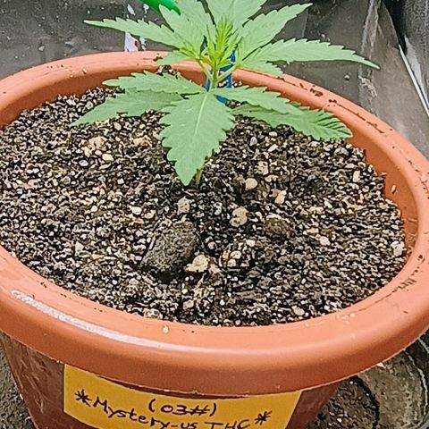 •Brasil Gold• (03#) growlog timeline photo