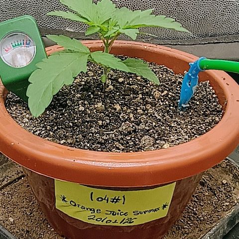 •Orange Juice Summer•  (04#) growlog timeline photo