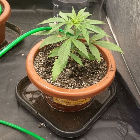 •Brasil Gold• (03#) growlog photo: •Mystery us THC• (03#) - [1ª Semana Vegetativo Concluido]