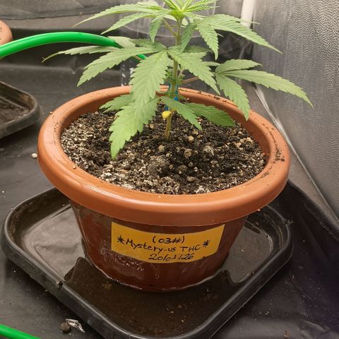 •Brasil Gold• (03#) growlog photo: •Mystery us THC• (03#) - [1ª Semana Vegetativo Concluido]