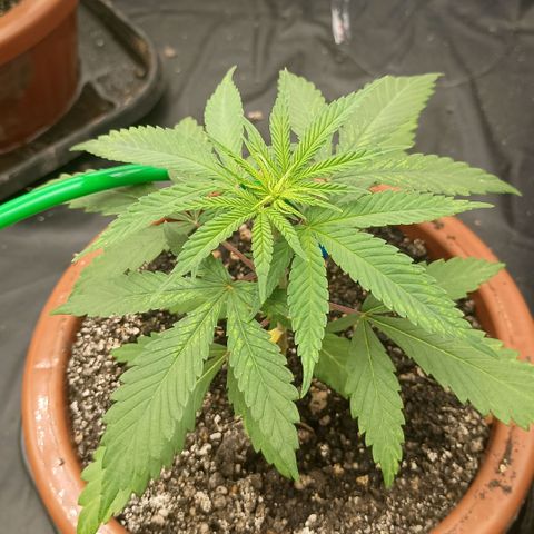 •Brasil Gold• (03#) growlog photo: •Mystery us THC• (03#) - [1ª Semana Vegetativo Concluido]