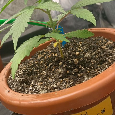 •Brasil Gold• (03#) growlog photo: •Mystery us THC• (03#) - [1ª Semana Vegetativo Concluido]
