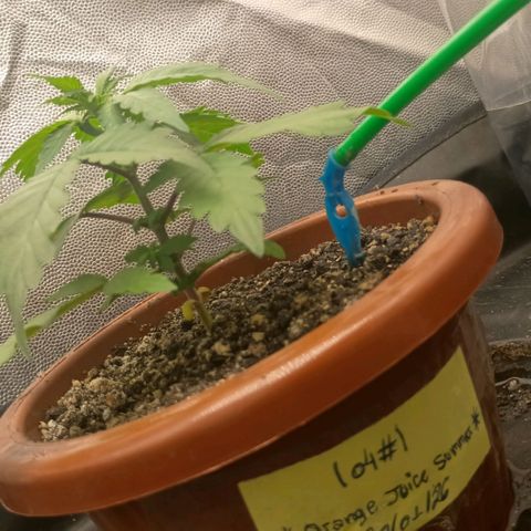 •Orange Juice Summer•  (04#) growlog photo: •Orange Juice Summer•  (04#) - [1ª Semana Vegetativo Concluido]