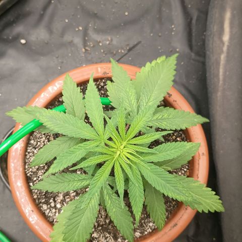 •Brasil Gold• (03#) growlog photo: •Mystery us THC• (03#) - [1ª Semana Vegetativo Concluido]