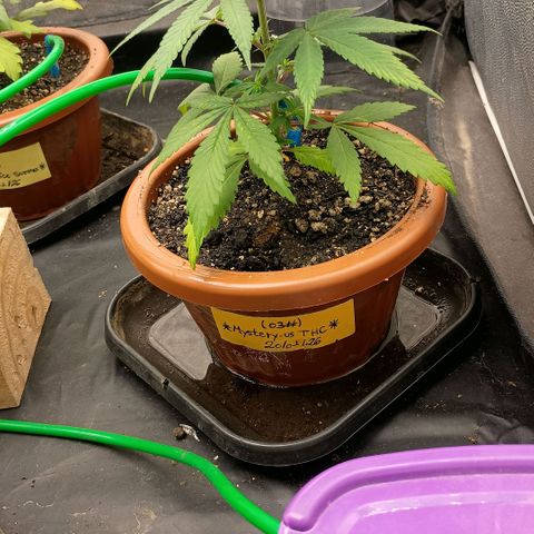 •Brasil Gold• (03#) growlog photo: •Mystery us THC• (03#) - [2ª Semana Vegetativo Concluido]