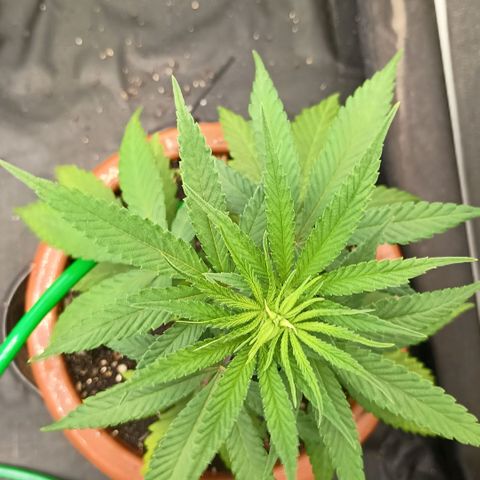 •Brasil Gold• (03#) growlog photo: •Mystery us THC• (03#) - [2ª Semana Vegetativo Concluido]