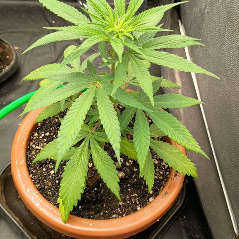 •Brasil Gold• (03#) growlog photo: •Mystery us THC• (03#) - [2ª Semana Vegetativo Concluido]