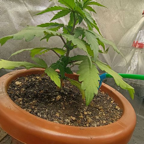 •Orange Juice Summer•  (04#) growlog photo: •Orange Juice Summer•  (04#) - [2ª Semana Vegetativo Concluido]