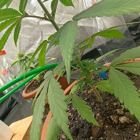 •Brasil Gold• (03#) growlog photo: •Mystery us THC• (03#) - [2ª Semana Vegetativo Concluido]