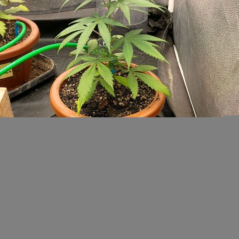•Brasil Gold• (03#) growlog photo: •Mystery us THC• (03#) - [Desfoliação/Poda] 30%