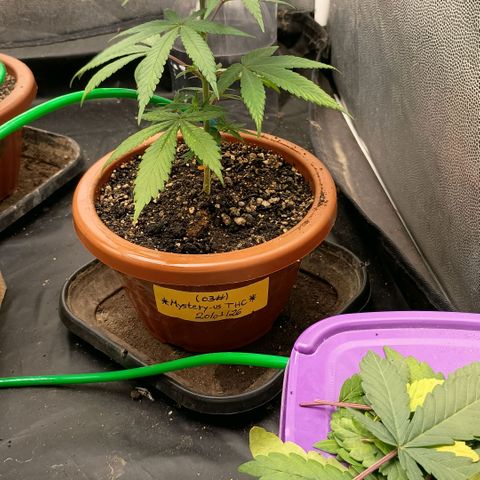 •Brasil Gold• (03#) growlog photo: •Mystery us THC• (03#) - [Desfoliação/Poda] 30%