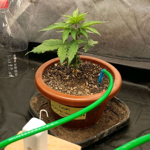 •Orange Juice Summer•  (04#) growlog photo: •Orange Juice Summer•  (04#) - [Desfoliação/Poda] 30%