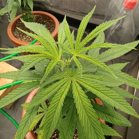•Brasil Gold• (03#) growlog photo: •Mystery us THC• (03#) - [Poda/Topping]