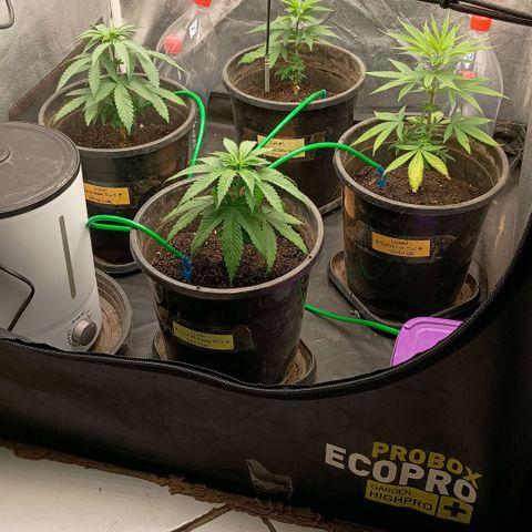•Brasil Gold• (03#) growlog photo: Transplante de Vazo para 7L.