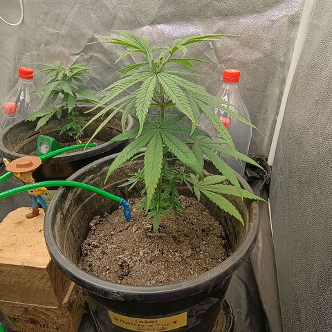 •Brasil Gold• (03#) growlog photo: •Mystery us THC• (03#) - [3ª Semana Vegetativo Concluido]