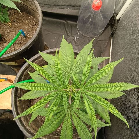 •Brasil Gold• (03#) growlog photo: •Mystery us THC• (03#) - [3ª Semana Vegetativo Concluido]