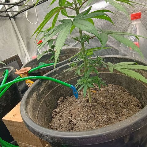 •Brasil Gold• (03#) growlog photo: •Mystery us THC• (03#) - [3ª Semana Vegetativo Concluido]
