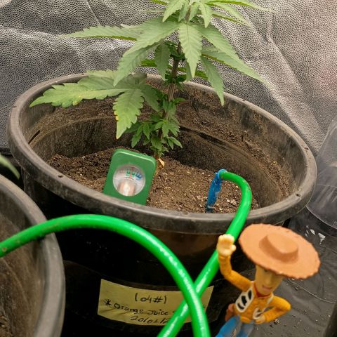 •Orange Juice Summer•  (04#) growlog photo: •Orange Juice Summer•  (04#) - [3ª Semana Vegetativo Concluido]