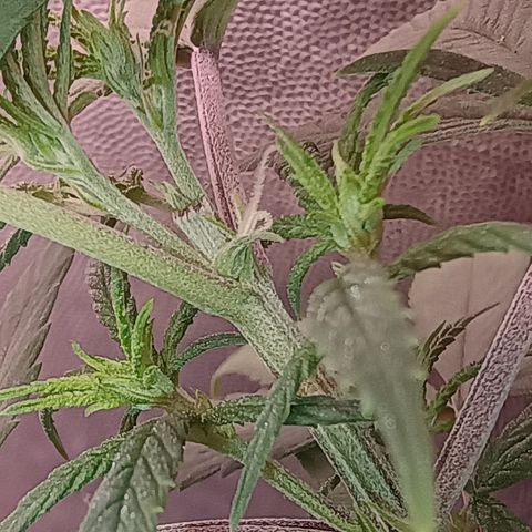 •Brasil Gold• (03#) growlog photo: •Mystery us THC• (03#)  - [Sexagem Fêmea]