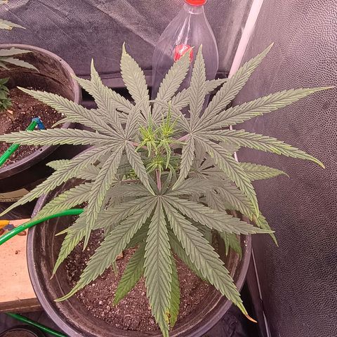 •Brasil Gold• (03#) growlog photo: •Mystery us THC• (03#) - [4ª Semana Vegetativo Concluido]