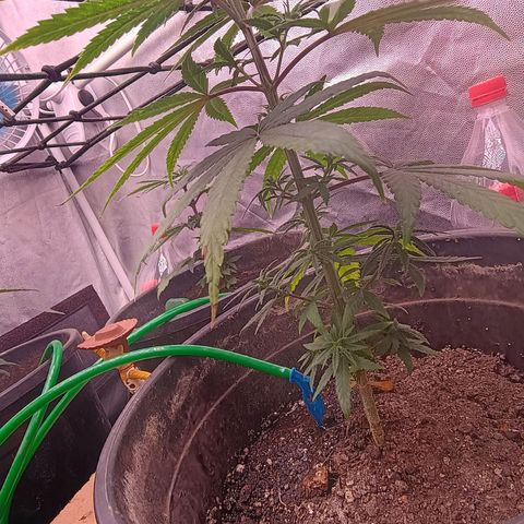•Brasil Gold• (03#) growlog photo: •Mystery us THC• (03#) - [4ª Semana Vegetativo Concluido]